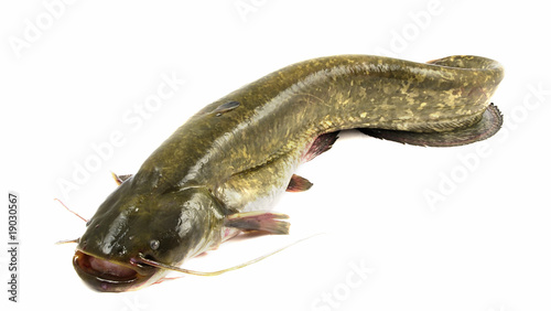Photo: Bullhead fish Bullhead fish