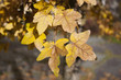 Autumn Leaves