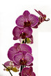 Orchidea