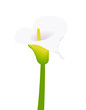 Vector - Colour image of a white lily with copy space Vector - Colour image of a white lily with copy space