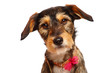Portrait de chien en studio