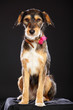 Chien assis en studio noir