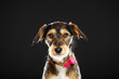 Portrait de chien en studio noir