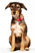 Chien assis en studio