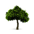 Tree.