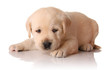 Yellow lab puppy