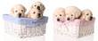 Six yellow lab puppies