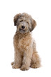mixed breed dog isolated on a white background