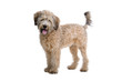 mixed breed dog isolated on a white background