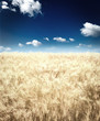 Rye