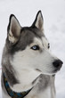 Husky with only Blue eyes