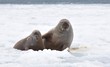 Walruses