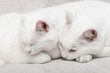 chats blancs