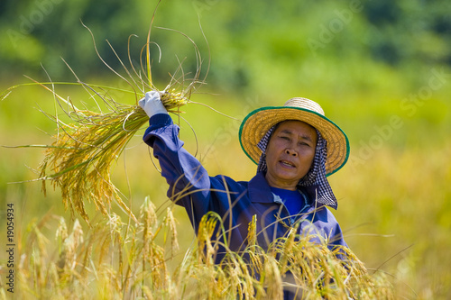Photo: woman cutting rice woman cutting rice