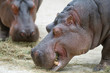 Hippopotamus