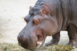 Hippopotamus