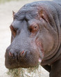 Hippopotamus