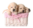 Lab puppies
