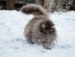 Chat des forêts norvégiennes