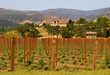 Napa Valley vineyard at sunset Napa Valley vineyard at sunset