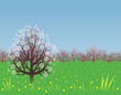 Spring background with a flowering tree