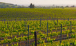 Napa Valley vineyard in California at sunset Napa Valley vineyard in California at sunset