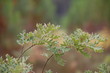 Feuilles de chene Landes