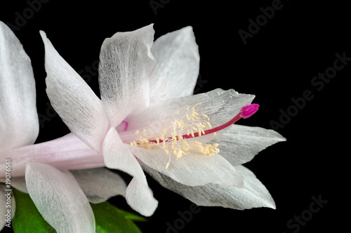 Photo: Cactus - Schlumbergera. Cactus - Schlumbergera.