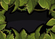 Banner of tropical leaves black
