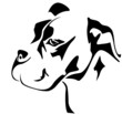 pit bull head