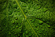Feuille