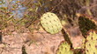 Desert Off Roading