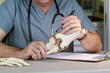 doctor studying a knee joint doctor studying a knee joint