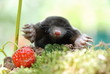 Maulwurf (Talpa europeae )