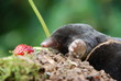 Maulwurf (Talpa europeae )
