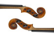 Riccio di Violino