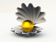 Muschel Fund