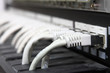 UTP network cables