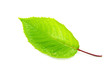 green leaf