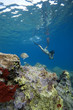 Schnorcheln im Mittelmeer ( Freitauchen, Apnoe ) Schnorcheln im Mittelmeer ( Freitauchen, Apnoe )