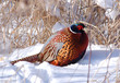 Ring-necked Pheasant