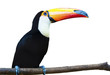 Beautiful Toucan on White Background. Beautiful Toucan on White Background.