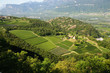Trentino: panormamica campi di mele e vitigni Trentino: panormamica campi di mele e vitigni
