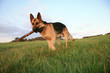 the Alsatian ( German Shepherd Dog )  is fetching
