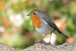 robin redbreast