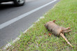 Dead Aramdillo at the side of a road in Florida