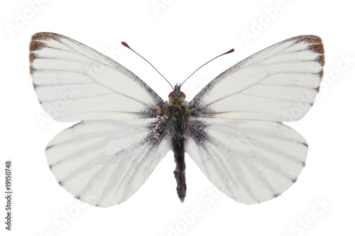Photo: Rapsweissling (Pieris napi) Rapsweissling (Pieris napi)