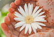 Quadro Flower & Hand
