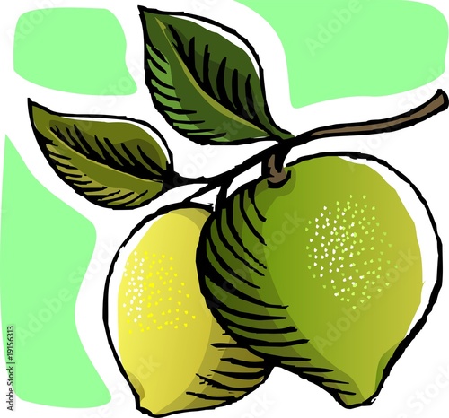 Illustration: Illustration of guava in the plant Illustration of guava in the plant