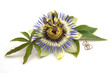 Passiflora